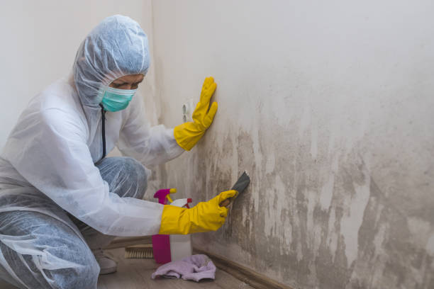 Mold Removal Process in Goldsby, OK
