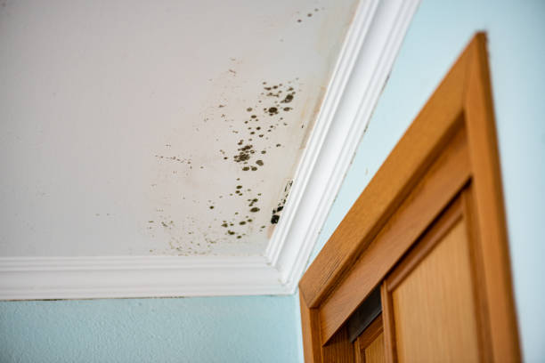 Reliable Goldsby, OK Mold Removal Solutions