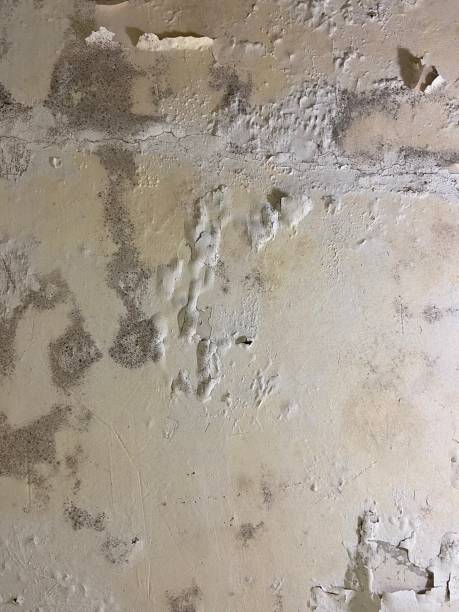 Best Fast Mold Removal  in Goldsby, OK